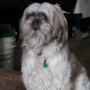 Meet your Posher, Buzzy